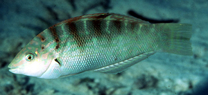 Coris batuensis巴都盔魚