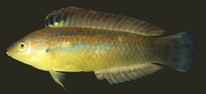 Halichoeres tenuispinis細棘海豬魚