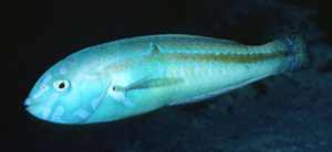Halichoeres zeylonicus塞隆海豬魚