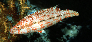 Oxycheilinus arenatus斑點尖唇魚