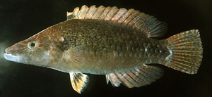 Oxycheilinus celebicus西里伯斯唇魚