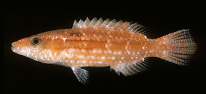 Oxycheilinus orientalis東方尖唇魚