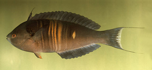 Pseudocoris aurantiofasciata橘紋擬盔魚