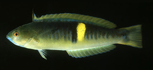 Pseudocoris bleekeri布氏擬盔魚