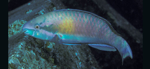Scarus fuscocaudalis灰尾鸚哥魚