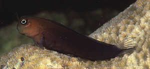 Ecsenius bicolor二色無鬚鳚