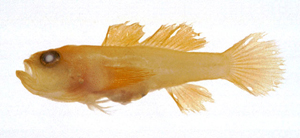 Lubricogobius exiguus短身裸葉鰕虎