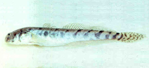 Pseudapocryptes elongatus長身擬平牙鰕虎