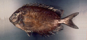 Siganus punctatissimus暗體臭肚魚