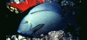 Acanthurus blochii布氏刺尾鯛