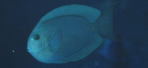 Acanthurus nubilus密線刺尾鯛