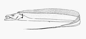 Lepturacanthus savala沙帶魚