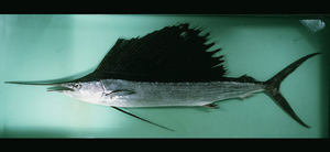 Istiophorus platypterus雨傘旗魚