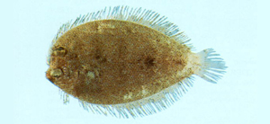 Crossorhombus azureus青纓鮃