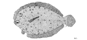 Crossorhombus howensis霍文纓鮃