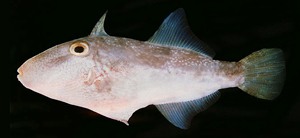 Paramonacanthus pusillus布希勒副單棘魨 