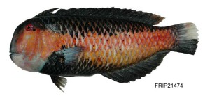 Iniistius geisha黑背項鰭魚