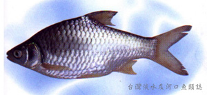 Hypsibarbus pierrei高體高鬚魚