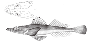 Kumococius rodericensis凹鰭牛尾魚