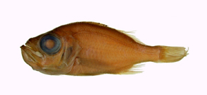 Malakichthys griseus灰軟魚