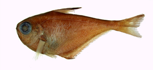 Pempheris japonica日本擬金眼鯛