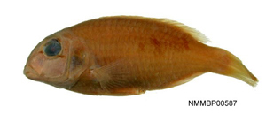 Choerodon zamboangae扎邦豬齒魚