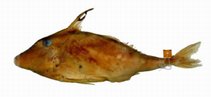 Pseudotriacanthus strigilifer粗鱗假三棘魨