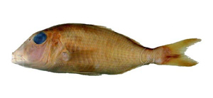 Lethrinus reticulatus網紋龍占魚