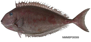 Naso reticulatus網紋鼻魚