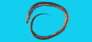 Blachea xenobranchialis外鰓懶糯鰻