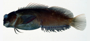 Cirripectes variolosus暗褐頸鬚鳚