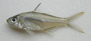 Ambassis buruensis布魯雙邊魚