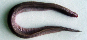 Eptatretus nelsoni紐氏黏盲鰻