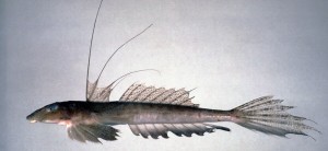 Callionymus huguenini長崎䲗
