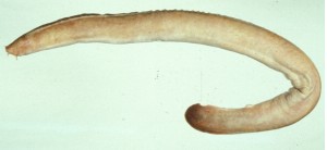 Eptatretus burgeri布氏黏盲鰻