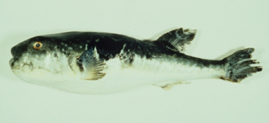 Takifugu rubripes紅鰭多紀魨