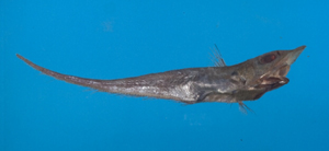 Coelorinchus formosanus臺灣腔吻鱈