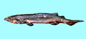 Echinorhinus cookei庫克笠鱗鯊