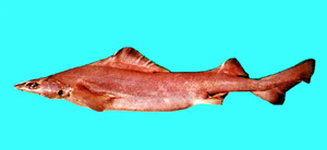 Centrophorus lusitanicus低鰭刺鯊
