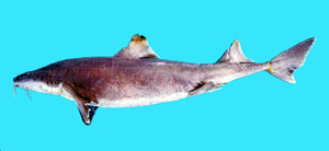 Cirrhigaleus barbifer長鬚卷盔鯊