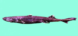 Etmopterus molleri莫氏烏鯊