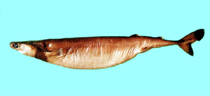 Isistius brasiliensis巴西達摩鯊