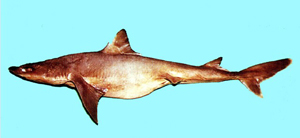 Squalus formosus臺灣角鯊