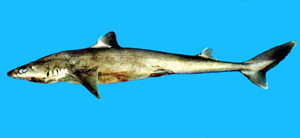 Squalus montalbani蒙式角鯊