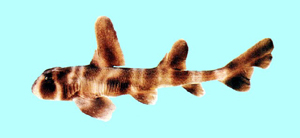 Heterodontus japonicus日本異齒鯊