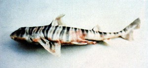 Heterodontus zebra斑紋異齒鯊