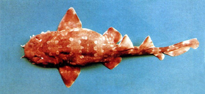 Orectolobus japonicus日本鬚鯊