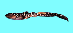 Stegostoma fasciatum大尾虎鯊
