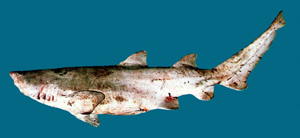 Carcharias taurus錐齒鯊