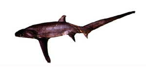 Alopias superciliosus深海狐鯊